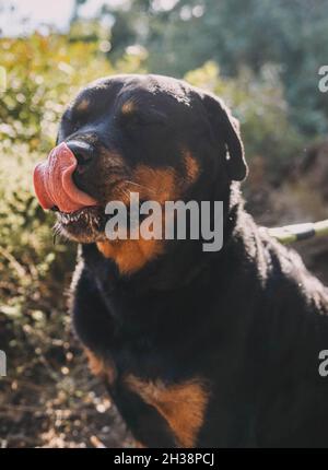 Grande esemplare di rottweiler americano Foto Stock