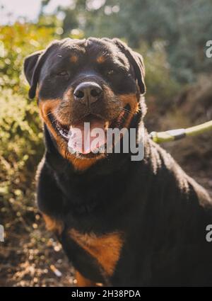 Grande esemplare di rottweiler americano Foto Stock