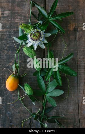 Passione Fiore Fruit Flat adagiare su uno sfondo di legno Foto Stock