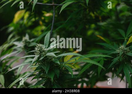 Primo piano di germogli di Cannabis, foglie e trichomi Foto Stock