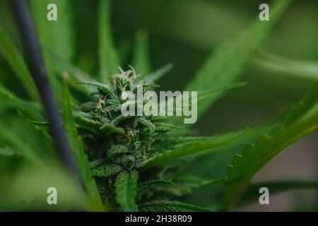 Primo piano di germogli di Cannabis, foglie e trichomi Foto Stock