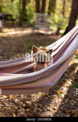 Un cane terrier dello Yorkshire è seduto in un'amaca fuori Foto Stock