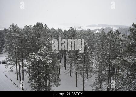 Panorama del paesaggio invernale pinete coperte di neve, montagna Zlatibor, Serbia Foto Stock