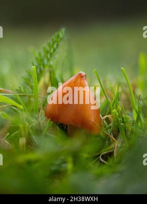 Funghi Waxcap (noto anche come cappello della strega) sulla prateria del Sussex. Foto Stock