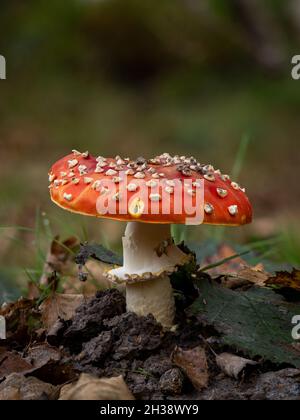 Fly agarico toadstool nella campagna inglese. Foto Stock