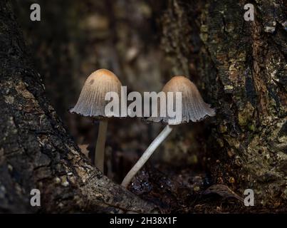 Glistening Inkcaps cresce in ciocca di rami d'albero in bosco inglese. Foto Stock