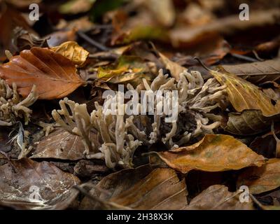 Fungo di Corallo grigio in bosco inglese Foto Stock