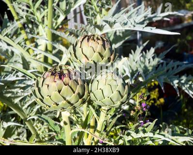 Primo piano di Cynara Scolymus o Globe Artichoke un perenne completamente hardy con germogli della testa del fiore che sono un vegatable commestibile in estate Foto Stock