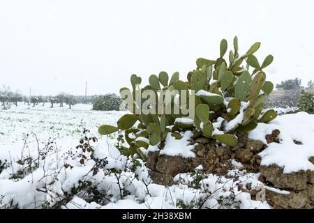 Una pera di prickly coperta di neve nella campagna del Salento, Puglia Foto Stock