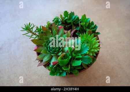 Composizione di piante succulente isolata su sfondo beige da una vista ad angolo alto Foto Stock