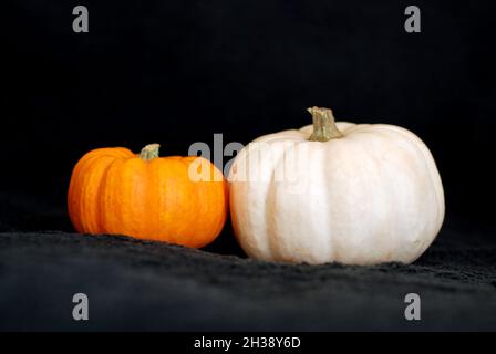Due piccole zucche - zucca arancione e una piccola zucca bianca l'una accanto all'altra su sfondo nero. Foto Stock