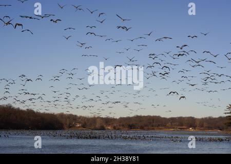 Enorme gregge di oche canadesi che volano sul lago Wyanotte County, USA Foto Stock