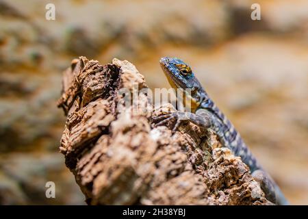 Primo piano della lucertola nel suo habitat sulla terra. Bel rettile in giardino zoologico terrarium. Concetto di animali tropicali esotici. Foto Stock