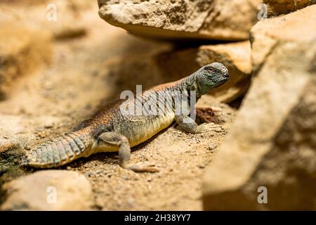 Primo piano della lucertola nel suo habitat sulla terra. Bel rettile in giardino zoologico terrarium. Concetto di animali tropicali esotici. Foto Stock