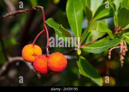 Primo piano di frutti di fragola su un ramo nella foresta Foto Stock