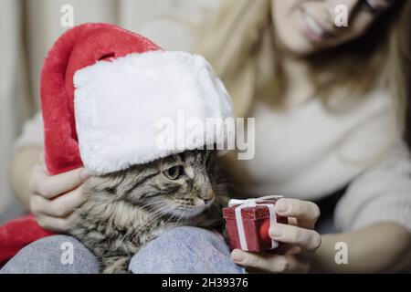 Un gatto tabby in un cappello rosso di santa annusa un regalo dalle mani della padrona di casa seduta sul suo grembo. Focus sul carattere principale della composizione Foto Stock