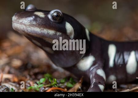 Il salamander della tigre californiense (Ambystoma californiense) è un endemico anfibio a rischio per la costa occidentale dell'America del Nord in CA. Foto Stock