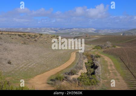 Colline ondulate e vigneti lungo la valle di Salinas, a nord di San Ardo CA Foto Stock
