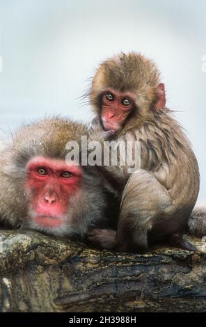 Asia; Giappone; Honshu; Inverno; sorgenti termali di Jigokudani; Fauna selvatica; mammiferi; Macaque; scimmia della neve; fuscata di Macaca. Madre e bambino. Foto Stock