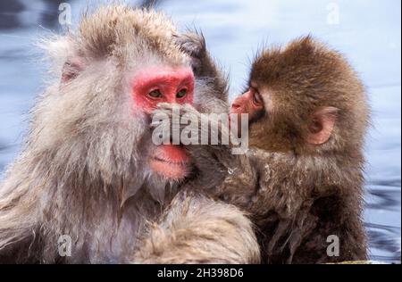 Asia; Giappone; Honshu; Inverno; sorgenti termali di Jigokudani; Fauna selvatica; mammiferi; Macaque; scimmia della neve; fuscata di Macaca. Baby. E madre. Foto Stock