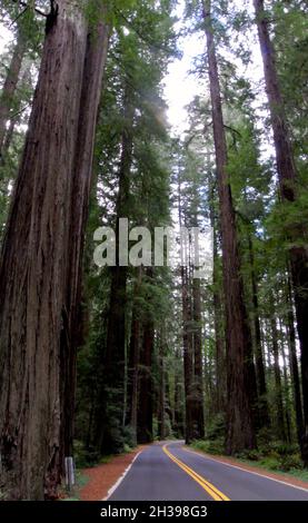 vecchi alberi di sequoia torre sopra il viale dei giganti nella contea di mendocfno california stati uniti Foto Stock