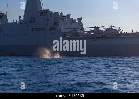 U.S. Marines con S-2 Intelligence, 31st Marine Expeditionary Unit (MEU) dispiegano in acqua un modulo di attacco elettronico (FASCIO) a portata estesa a bordo di USS New Orleans (LPD 18) nel Mar dei Coralli, 25 luglio 2021. Questa è la prima volta che IL FASCIO viene utilizzato per dimostrare le sue capacità in un ambiente marittimo. Il 31 MEU opera a bordo di navi dell'America Expeditionary Strike Group nella settima area di attività della flotta per migliorare l'interoperabilità con alleati e partner, e funge da forza di reazione pronta a difendere la pace e la stabilità nella regione IndoPacifico. (STATI UNITI Foto Stock