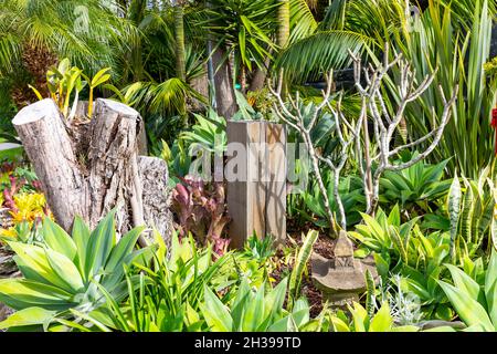 Giardino tropicale di Sydney vicino a piante tra cui agavi e palme, giardino costiero di Sydney, Australia Foto Stock