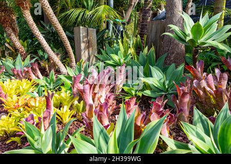 Piante di bromeliad piante di bromeliaceae in un giardino di Sydney accanto all'impianto di attenuazione dell'agave, Sydney, Australia Foto Stock