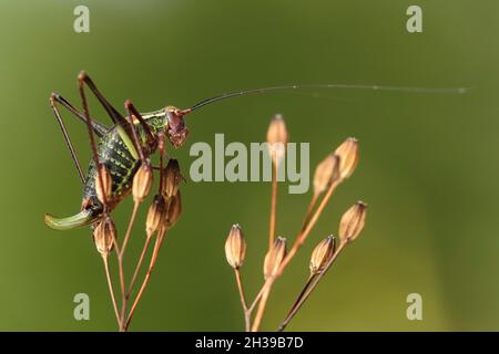 Cricket con cespugli a sella (Ephippiger diurnus), femmina, Vallese, Svizzera Foto Stock