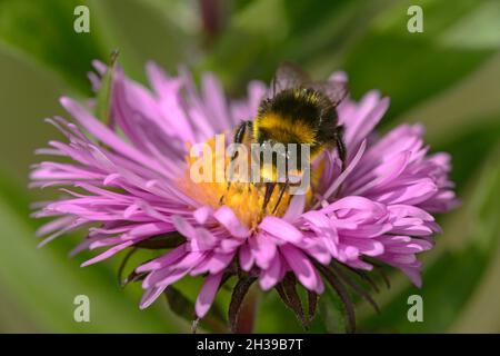 Bumblebee a coda rossa (Bombus lapidarius) in cerca di polline e nettare su un fiore d'astro, Vallese, Svizzera Foto Stock