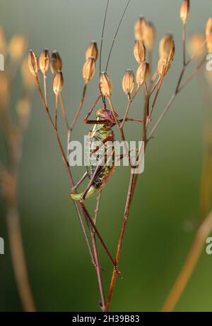 Cricket con cespugli a sella (Ephippiger diurnus), femmina, Vallese, Svizzera Foto Stock