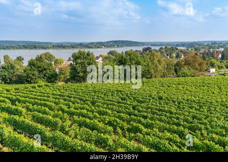 Vigneto presso l'azienda vinicola Lindicke, dietro il fiume Havel, Wachtelberg, Werder (Havel), Havelland, Brandeburgo, Germania Foto Stock