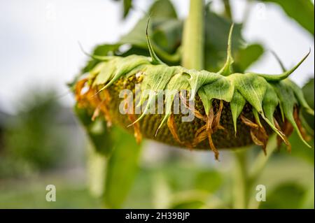 Fuoco selettivo sulla testa di girasole di caduta dopo che i petali si sono avviliti Foto Stock