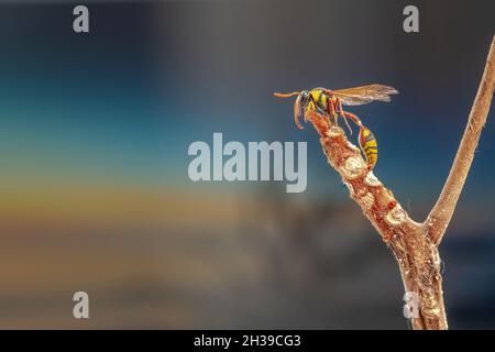 Una vespa arroccata su un ramo di un albero di cattapa, con un prato sullo sfondo con luce solare calda, con spazio di copia Foto Stock