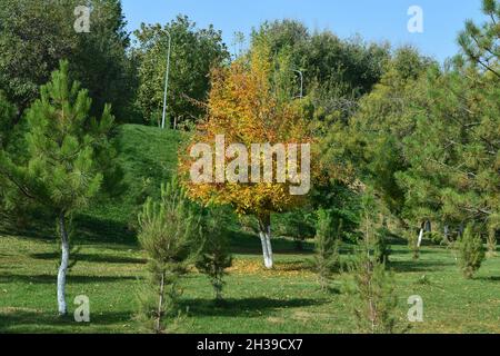paesaggio naturale con un albero giallo solitario nel parco autunnale Foto Stock