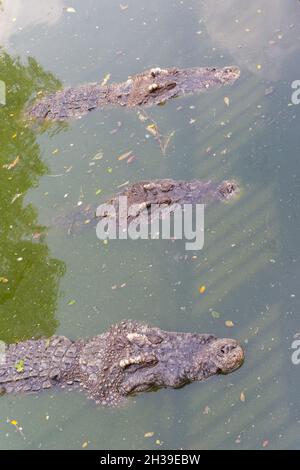 Testa di coccodrillo galleggiante in acqua alla ricerca di preda Foto Stock