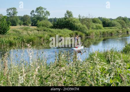 Una donna abbronzata in una t-shirt con fondo bikini su una tavola sup. Insieme a due cani pastori tedeschi sulla tavola da paddleboard. Temi animali, sport Foto Stock