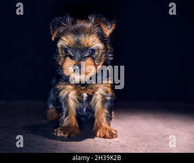 Ritratto di Yorkshire terrrier cucciolo su sfondo nero. Foto a colori, primo piano. Foto Stock