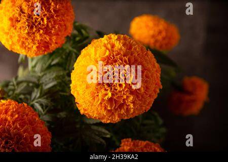 Primo piano di fiori d'arancio Cempasuchil o Marigold. (Tagetes erecta) tradizionalmente utilizzato negli altari per la celebrazione del giorno dei morti in Messico Foto Stock