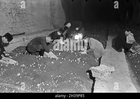 Ernte in einer Champignonzucht in Kehl am Rhein, Deutschland 1930er Jahre. Raccolta di funghi bottoni vicino Kehl al fiume Reno, Germania anni trenta. Foto Stock