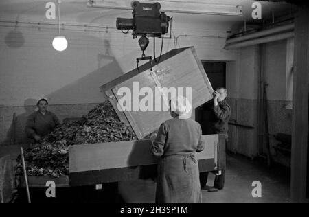 Ein Mitarbeiter bringt eine neue Ladung Tabakblätter für die Herstellung von Zigaretten in der Zigarettenfabrik Kyriazi ad Amburgo, Deutschland 1930er Jahre. Un membro del personale portando un nuovo carico di foglie di tabacco per la produzione di sigarette al Kyriazi fabbrica di sigarette a Amburgo, Germania 1930s. Foto Stock