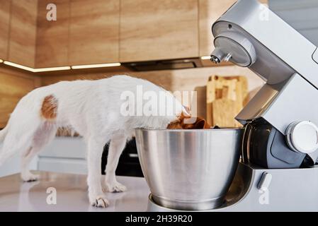 Cane ha messo la testa nella ciotola del miscelatore elettrico e mangiare. Animale domestico affamato. Animale divertente Foto Stock