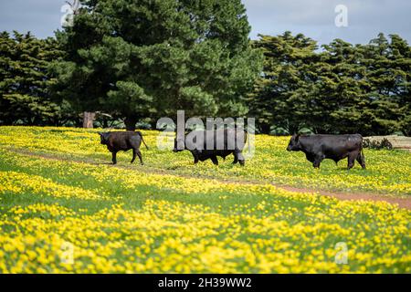 Primo piano di tori di manzo stud, mucche e vitelli che pascolo su erba in un campo, in Australia. Razze di bestiame includono parco speckle, murray grigio, angus, reggiseno Foto Stock