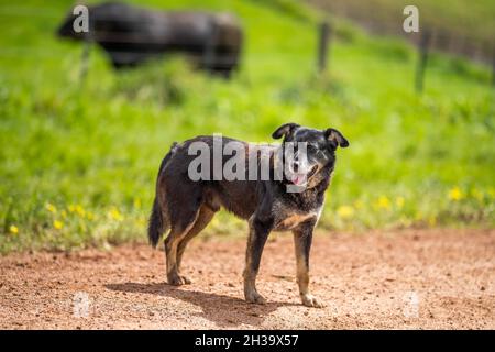 Primo piano di tori di manzo stud, mucche e vitelli che pascolo su erba in un campo, in Australia. Razze di bestiame includono parco speckle, murray grigio, angus, reggiseno Foto Stock