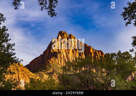 La luce dorata del sole che tramonta illumina il Watchman, una maestosa formazione rocciosa nello Zion National Park, Springdale, Washington County, Utah, USA. Foto Stock