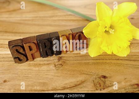 Spring background, letterpress letters, daffodil, springtime Foto Stock