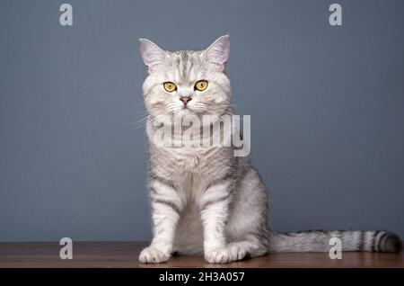 argento tabby ombreggiato gatto britannico shorthair seduto su tavola di legno su sfondo grigio con spazio copia Foto Stock