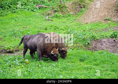 Coppia di bisoni europei, maschi e femmine nel Parco Nazionale di Bieszczady in Polonia Foto Stock