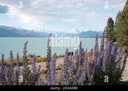 Fiori di lupino viola e catena montuosa innevata nell'Isola del Sud, Nuova Zelanda Foto Stock