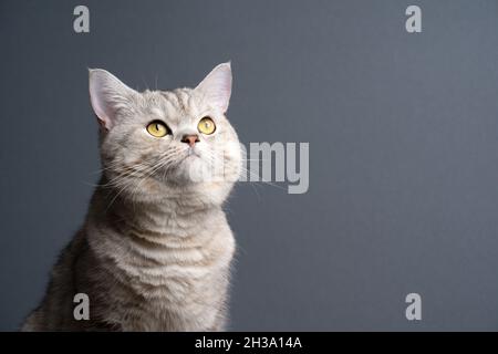 curioso morbido argento tabby britannico shorthair gatto guardando su sfondo grigio con spazio copia Foto Stock